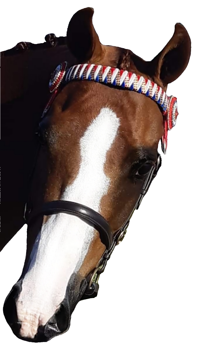 Impact Gloss Makeup - Hurlford Horse