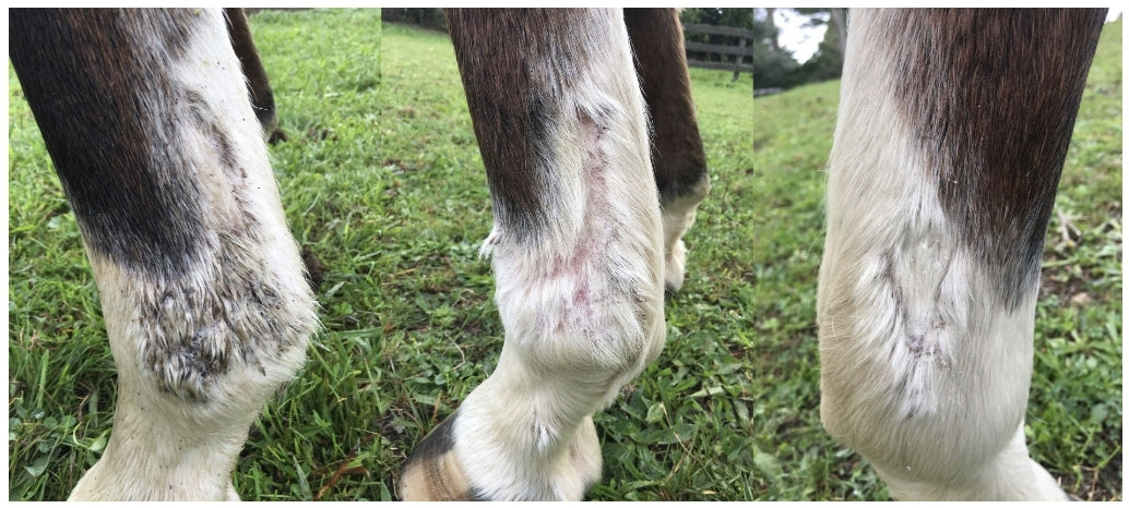 Kwillow Powder Kwillow