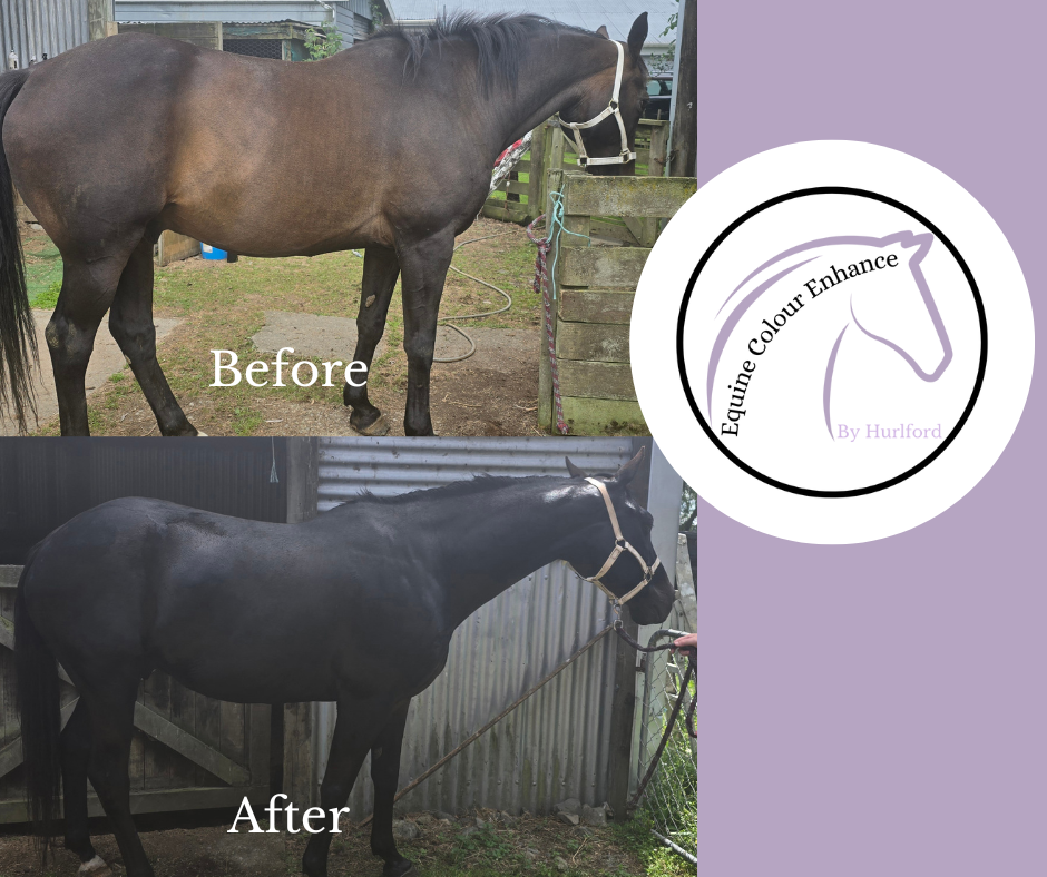 Hurlford Equine Colour Enhance- Black Mane & Tail Kit