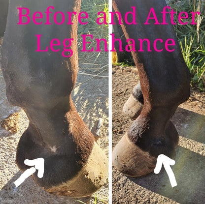 HH Leg Enhance Foxwood Equestrian