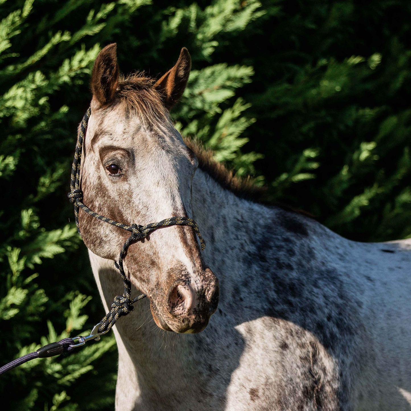 Flair Rope Halter Flair