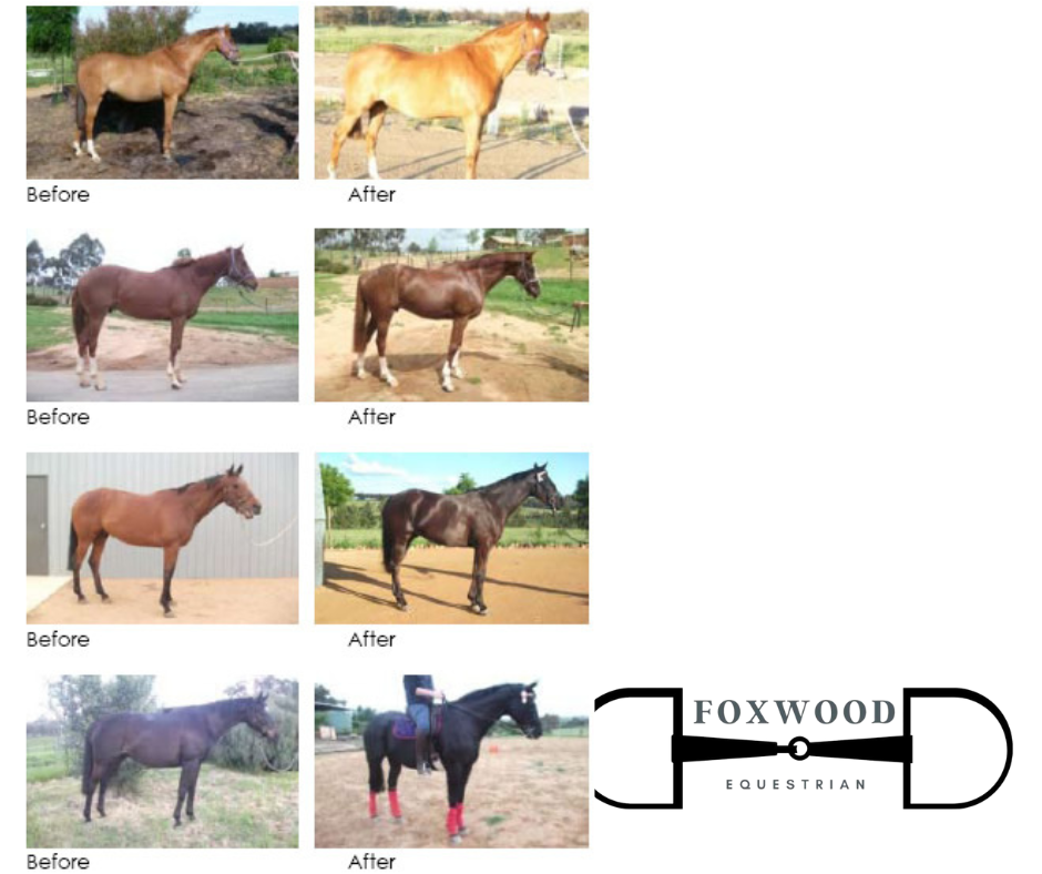 Horse Show Colour Kit Pony up to 14hh HSC