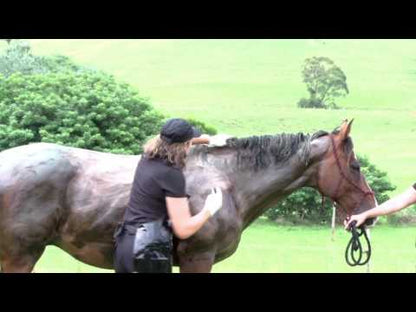 Horse Show Colour Dye Kit Hack 15hh to 16hh